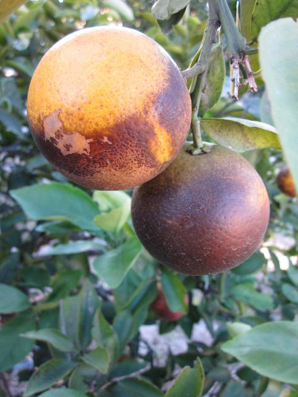            Fruit (Winter Haven, FL)   